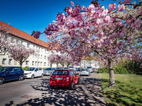 Berlin Pankow, street scene with Japanese ornamental cherry Berlin Pankow