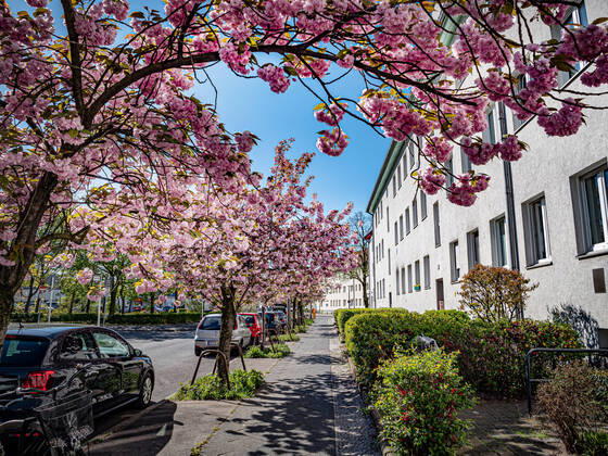 Berlin Pankow, street scene with Japanese ornamental cherry Berlin Pankow