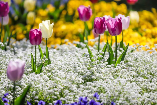 DEU Germany, Baden Württemberg, Stuttgart, 20 04 2020 Spring Flower Park in Stuttgart