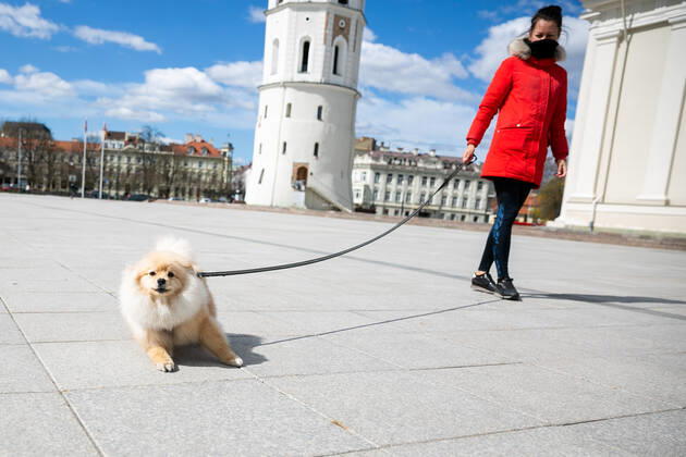 2020-04-21 Vilnius Lithuania. people enjoy warm and sunny Tuesday afternoon in Vilnius during quarantine. Vilnius Lithuania  Copyright: xZygimantasxGedvilax lithuania lifestyle city