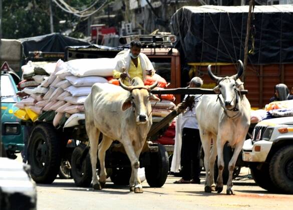 NEW DELHI, INDIA - APRIL 21: Bullock cart laden with essentials seen at Nai Bazar area during lockdown on April 21, 2020 in New Delhi, India. (Photo by Sonu Mehta Hindustan Times) Nationwide Lockdown In India To Curb Spread Of Coronavirus Covid-19 Pandemic
