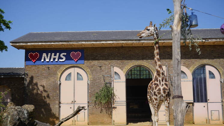 Coronavirus in Großbritannien, Eindrücke aus London April 23, 2020, London, United Kingdom: ZSL London Zoo has today (23 April) erected a symbolic sign of appreciation above its iconic Giraffe House - to thank the NHS. ..The giant blue and red sign, visible from the road outside the locked down zoo, will light up RegentÃ¢â‚¬â ¢s Park this evening during the weekly clap for carers. ..ZSL London ZooÃ¢â‚¬â ¢s site manager Jamie Turner said: Ã¢â‚¬oeWe see so many brave ambulance staff watching Maggie and Molly the giraffes through the fence on their hasty lunch breaks Ã¢â‚¬ so we installed this tribute at their favourite sandwich spot to brighten their day.Ã¢â‚¬Â ..He added: Ã¢â‚¬oeRather like our giraffes, the NHS is head and shoulders above the rest.Ã¢â‚¬Â..Where: London, United Kingdom.When: 23 Apr 2020.Credit: ZSL London ZooCover Images..**Editorial use only* London United Kingd - ZUMAc218 20200423_zia_c218_006 Copyright: xCOVERxImagesx