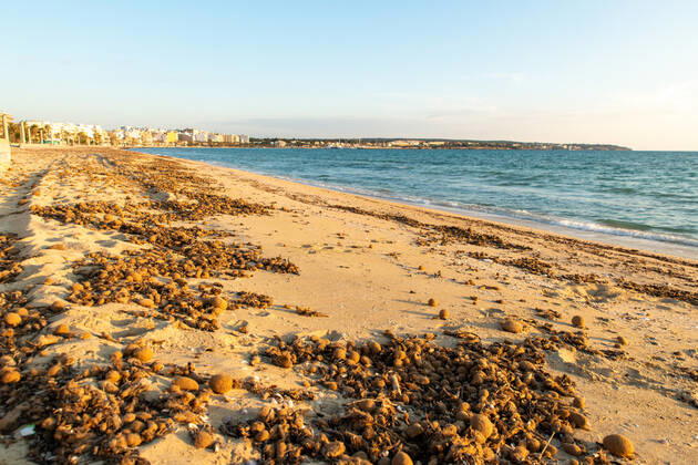 20200423 Corona Lock down in Mallorca PALMA DE MALLORCA, SPAIN APRIL 23 2020 Empty dirty beach at the Playa de Palma at Corona Lock down in Mallorca on April 23, 2020 in Palma de Mallorca, Palma de Mallorca Baleares Spain