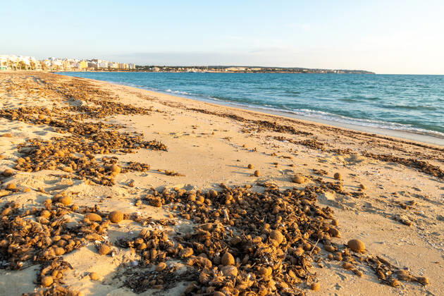 20200423 Corona Lock down in Mallorca PALMA DE MALLORCA, SPAIN APRIL 23 2020 Empty dirty beach at the Playa de Palma at Corona Lock down in Mallorca on April 23, 2020 in Palma de Mallorca, Palma de Mallorca Baleares Spain
