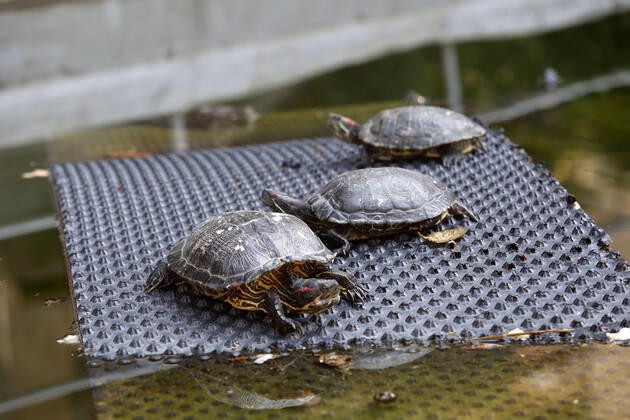 About 30 water turtles live in a fountain pound 25.04.2020., Croatia, Rijeka - About 30 water turtles live in a fountain pound that is part of the Vidikovac water reservoir at the City Water Supply on Boulevard. GoranxKovacic PIXSELL