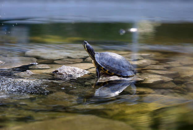 About 30 water turtles live in a fountain pound 25.04.2020., Croatia, Rijeka - About 30 water turtles live in a fountain pound that is part of the Vidikovac water reservoir at the City Water Supply on Boulevard. GoranxKovacic PIXSELL