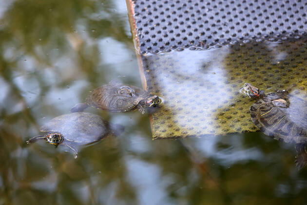 About 30 water turtles live in a fountain pound 25.04.2020., Croatia, Rijeka - About 30 water turtles live in a fountain pound that is part of the Vidikovac water reservoir at the City Water Supply on Boulevard. GoranxKovacic PIXSELL