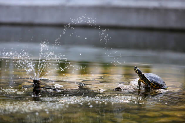 About 30 water turtles live in a fountain pound 25.04.2020., Croatia, Rijeka - About 30 water turtles live in a fountain pound that is part of the Vidikovac water reservoir at the City Water Supply on Boulevard. GoranxKovacic PIXSELL