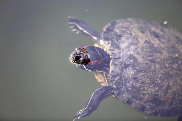 About 30 water turtles live in a fountain pound 25.04.2020., Croatia, Rijeka - About 30 water turtles live in a fountain pound that is part of the Vidikovac water reservoir at the City Water Supply on Boulevard. GoranxKovacic PIXSELL