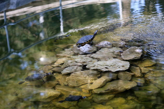 About 30 water turtles live in a fountain pound 25.04.2020., Croatia, Rijeka - About 30 water turtles live in a fountain pound that is part of the Vidikovac water reservoir at the City Water Supply on Boulevard. GoranxKovacic PIXSELL