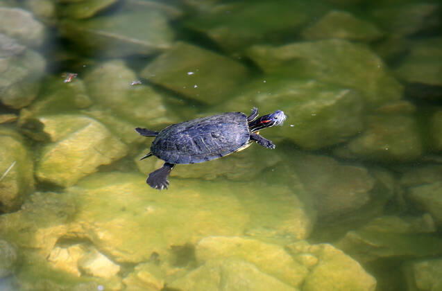 About 30 water turtles live in a fountain pound 25.04.2020., Croatia, Rijeka - About 30 water turtles live in a fountain pound that is part of the Vidikovac water reservoir at the City Water Supply on Boulevard. GoranxKovacic PIXSELL