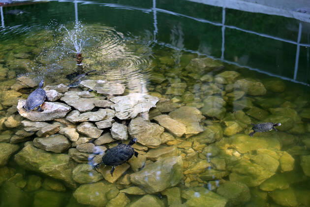 About 30 water turtles live in a fountain pound 25.04.2020., Croatia, Rijeka - About 30 water turtles live in a fountain pound that is part of the Vidikovac water reservoir at the City Water Supply on Boulevard. GoranxKovacic PIXSELL