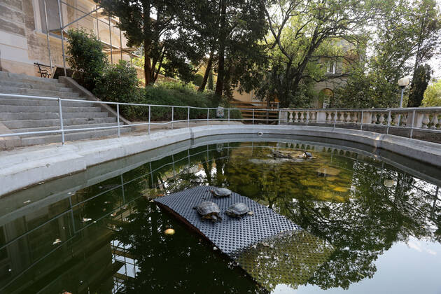 About 30 water turtles live in a fountain pound 25.04.2020., Croatia, Rijeka - About 30 water turtles live in a fountain pound that is part of the Vidikovac water reservoir at the City Water Supply on Boulevard. GoranxKovacic PIXSELL