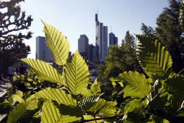 The fresh leaves of a sprouting beech hedge are illuminated by the low evening sun in front of the silhouette of the banking district in Frankfurt, Hesse, Germany