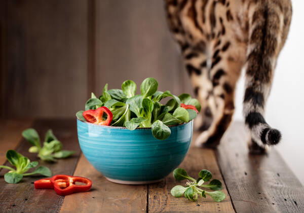 cat,salad lqs-kkk