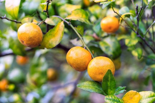 Orange tree  304483228249489468