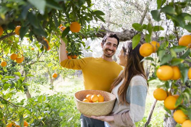 Happy couple picking oranges while standing in organic farm model released Symbolfoto LVVF00031