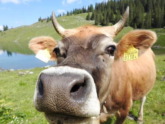 Photo Manuel Geisser 25 06 2020 The Bannalpsee is a reservoir in the canton of Nidwalden,Switzerland Cow with Hoerner