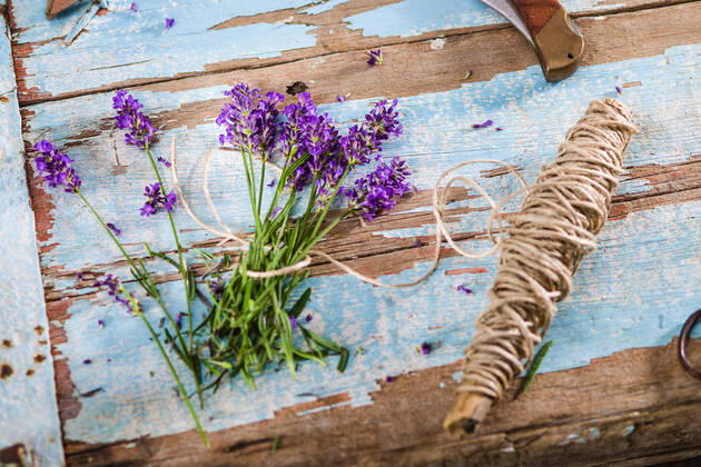 Freshly harvested lavender flowers Lavandula angustifolia, Syn Lavandula officinalis, Lavandula vera lie on an old wooden table with flaked blue paint, next to them are garden tools and a string to tie the lavender into a bouquet Germany flowering lavender is tied together