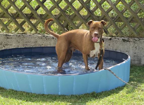 Altshausen dog in pool, summer heat, thirst, water, heat, dog pool dog in pool, summer heat, thirst, water, heat, dog pool, tongue Copyright: xEkyxEibnerx EP_eer