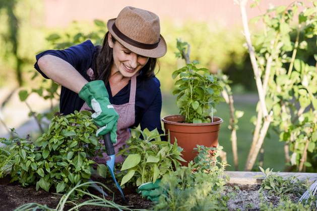 Woman doing gardening on a raised bed, Germany, Europe Copyright: imageBROKER/MichaelaxBegsteiger ibxbeg05786545