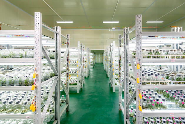 IMAGO Creative: Klimawandel - Zukunft und Innovation Orchid tissue culture seedlings in the tissue culture room of the Orchid Science and Technology Research Institute in Wengyuan County Orchid Industrial Park, Shaoguan City, Guangdong Province, China 741037147460075583