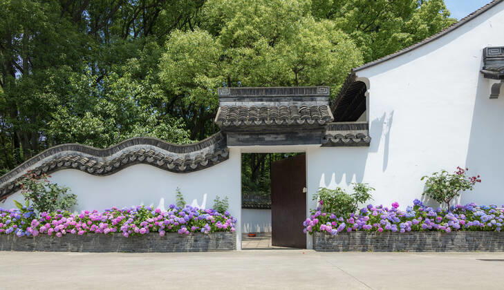 Hydrangeas under the corner of Drunk Baichi Park in Shanghai, China  752963103413108837