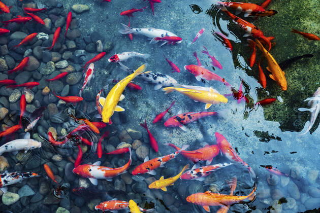 Koi in the park pond  758097230008418314