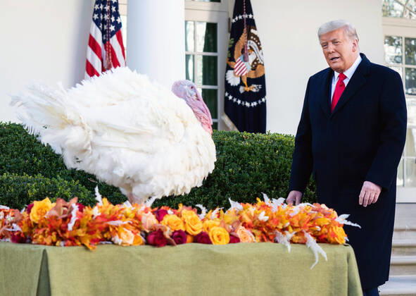 Donald Trump, 75. Geburtstag am 14. Juni Bilder des Jahres 2020, Entertainment 11 November Entertainment Themen der Woche KW48 Entertainment Bilder des Tages November 24, 2020, Washington, District of Columbia, USA: United States President Donald J. Trump, pardons Corn, the National Thanksgiving Turkey, during a ceremony in the Rose Garden at the White House on Tuesday, November 24, 2020 Washington USA - ZUMAs152 20201124_zaa_s152_045 Copyright: xKevinxDietschx-xPoolxViaxCnpx