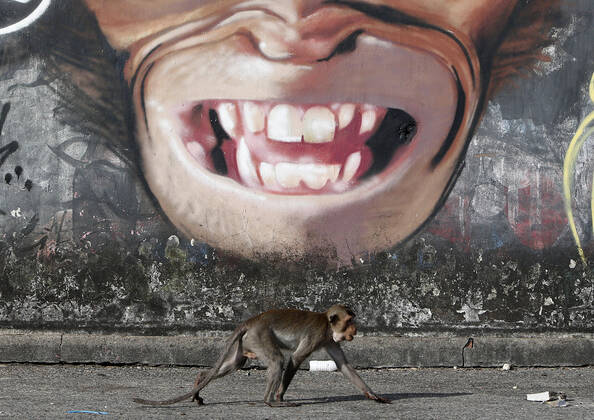 Bilder des Jahres 2020, Entertainment 11 November Entertainment Themen der Woche KW48 Entertainment Bilder des Tages November 29, 2020, Lopburi, Thailand: A graffiti of a monkey on a wall during the 32nd annual Monkey Party Festival, in Lopburi province, north of Bangkok, Lopburi Thailand - ZUMAs197 20201129_zaa_s197_015 Copyright: xChaiwatxSubprasomx