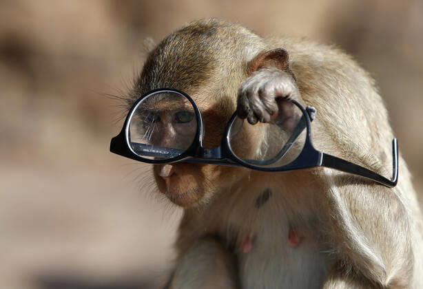 Bilder des Jahres 2020, Entertainment 11 November Entertainment Themen der Woche KW48 Entertainment Bilder des Tages November 29, 2020, Lopburi, Thailand: A monkey watching through glasses during the 32nd annual Monkey Party Festival, at the Phra Prang Sam Yot temple in Lopburi province, north of Bangkok. Lopburi Thailand - ZUMAs197 20201129_zaa_s197_019 Copyright: xChaiwatxSubprasomx