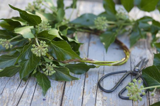 Common ivy, common ivy Hedera helix , homemade ivy wreath, ivy tendrils are bound to a wreath, Germany English ivy, common ivy Hedera helix , selfmade ivy wreath, Germany BLWS634845 Copyright: xblickwinkel F.xHeckerx