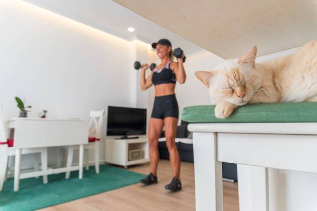 Sleeping cat near female athlete watching online video on laptop and doing exercises with dumbbells during training at home Copyright: xVictorxPrietox Model Released