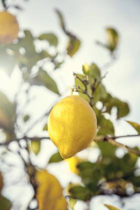 Lemon growing on lemon tree AJOF00670