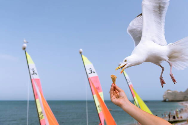 A european herring gull stealing an ice cream cone from a hand in flight, beach in Etretat (Normandy France) Etretat France