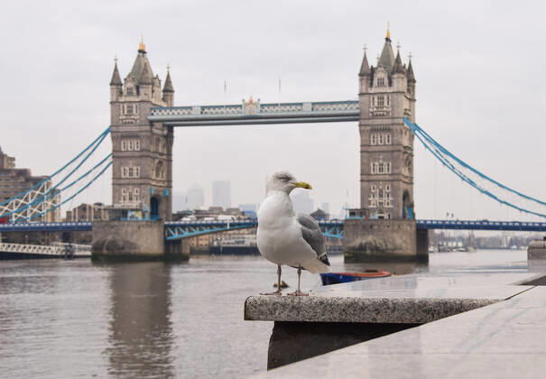 January 15, 2021, London, United Kingdom: A seagull poses for a photo next to Tower Bridge, London..England remains under lockdown as the government battles to keep the coronavirus pandemic under control. London United Kingdom - ZUMAs197 20210115_zab_s197_006 Copyright: xVukxValcicx