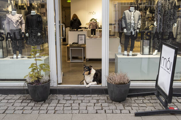 A dog looks out of an empty clothing shop on the otherwise very busy shopping street Laugavegur in Reykjavik Due to the absence of the many tourists, many shops in Reykjavik are struggling with mas