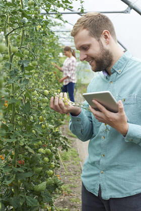 IMAGO Creative: Business, Innovative Technologie-Lösungen Two Scientists In Greenhouse Researching Tomato Crop Using Digital Tablet ,model released, Symbolfoto ,property released Copyright: xHighwaystarz LOOPxIMAGESx Two Scientists In Greenhouse Researching Tomato Crop Using Digital Tablet