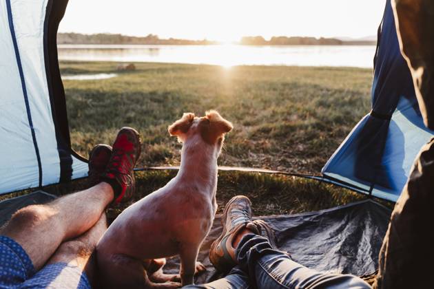 Legs of male and female friends with dog relaxing in tent at sunset model released Symbolfoto property released EBBF02204