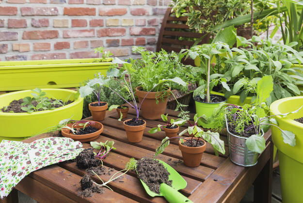 Assorted potted plants and gardening tools on balcony property released GWF06825