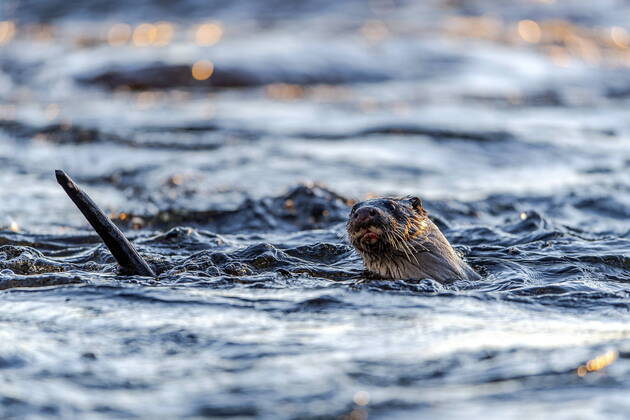 Otter (Lutra lutra) fishing in Dalalven, Farnebofjarden National Park, Sweden. Färnebofjärdens nationalpark SWEDEN x2754x  Copyright: xOlaxJennersten TTx OTTER
