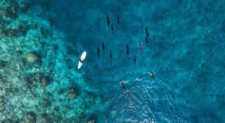 Aerial view of man on surfboard near pod of dolphins in blue sea model released Symbolfoto KNTF06179
