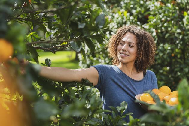 Woman picking fresh oranges from tree in garden model released Symbolfoto property released SBOF03160