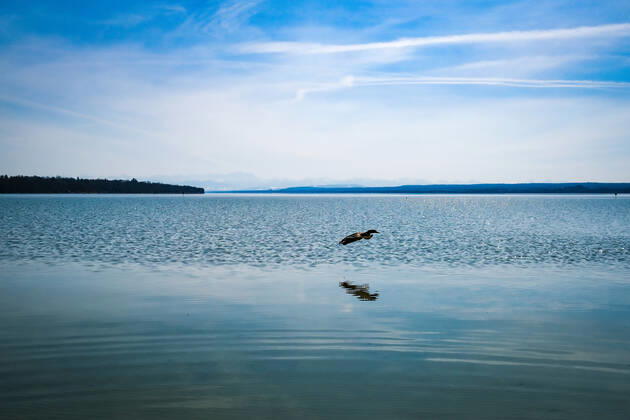 Spring weather at the Ammersee 25 03 2021 Ducks in spring weather at the shore of the Ammersee near Stegen Inning at the Ammersee Upper Bavaria looking towards the Alps Inning Bavaria Germany