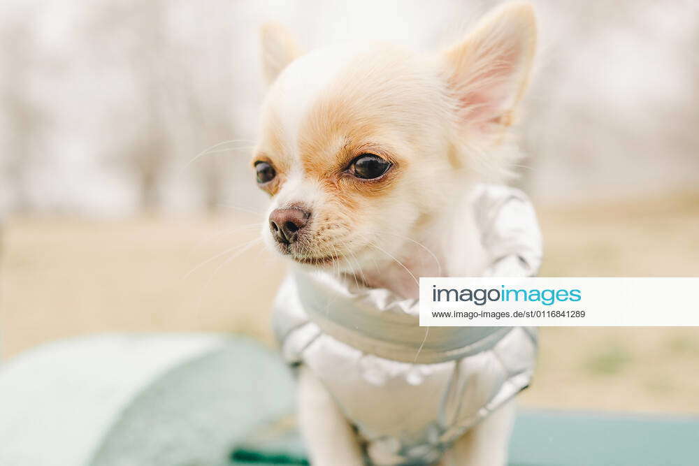 Portrait Of A Cute Purebred Chihuahua Chihuahua Puppy On The Bench Chihuahua Dog Puppy Dog In A Gray