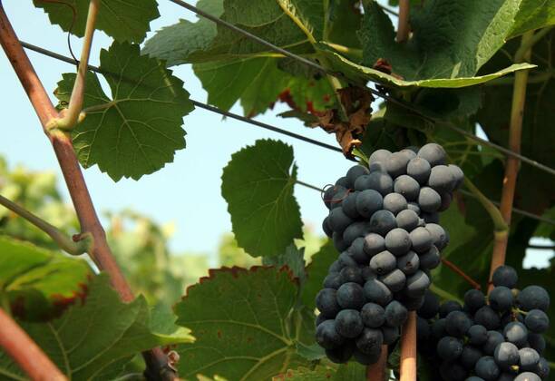 IMAGO Creative, Sommer, Weinfeste und Weinwanderungen Wine in Spe, 10.09.2005, Copyright: xwitchx Panthermedia00128674