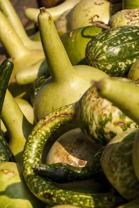 IMAGO Creative: Klimawandel - Umwelterziehung Kalebassenkürbirs cucurbita pumpkin pumpkins from autumn harvest Kalebassenkürbirs cucurbita pumpkin pumpkins from autumn harvest on a market Copyright: xx 19209210