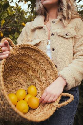 Low angle of crop anonymous female harvesting lemons between trees growing in orchard in countryside, Model released Copyright: xAnaxCarpiox MR