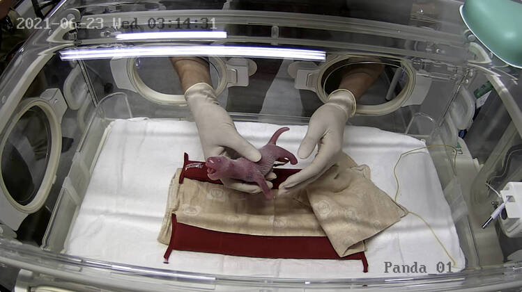 Bilder des Jahres 2021, Entertainment 06 Juni Entertainment Themen der Woche KW25 Entertainment Bilder des Tages (210623) -- TOKYO, June 23, 2021 () -- A staff member takes care of a giant panda cub in an incubator at the Ueno Zoological Gardens in Tokyo, Japan, June 23, 2021. Popular giant panda Shin Shin has given birth to twin cubs at the Ueno Zoological Gardens in Tokyo, her first delivery in four years, local media reported Wednesday. (Tokyo Zoological Park Society Handout via ) JAPAN-TOKYO-PANDA CUBS-BIRTH xinhua 
