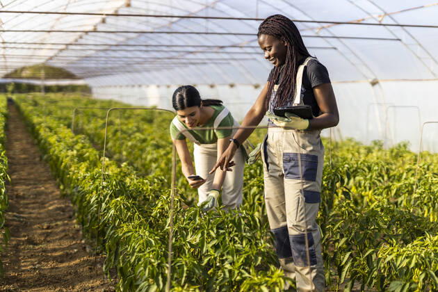 IMAGO Creative: Klimawandel - Zukunft und Innovation Female farmer pointing while coworker using smart phone at greenhouse model released Symbolfoto property released OIPF01053